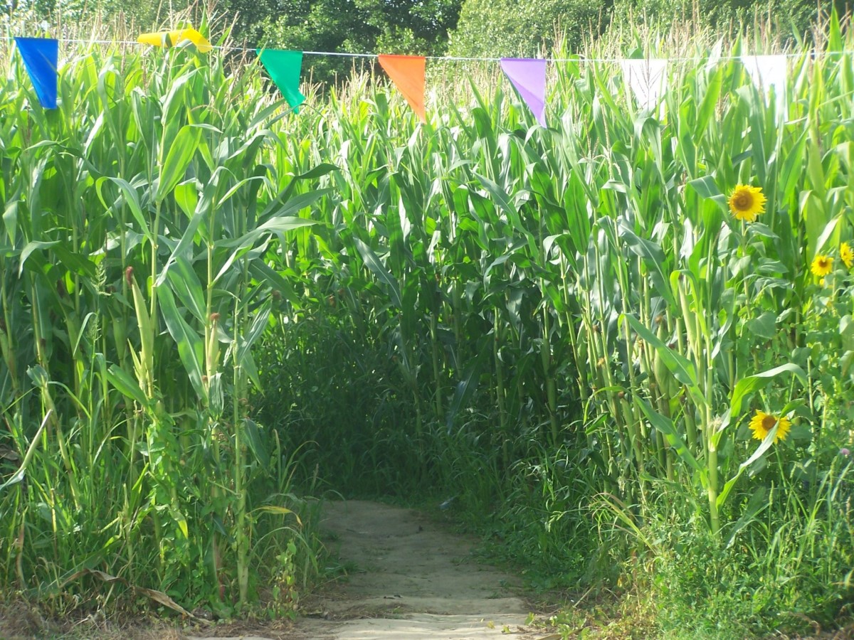 © LABYRINTHE LA CLE DES CHAMPSYVETOT-BOCAGE-LABYRINTHE-LA-CLÉ-DES-CHAMPS-3