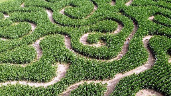 © LABYRINTHE LA CLE DES CHAMPSYVETOT-BOCAGE-LABYRINTHE-LA-CLÉ-DES-CHAMPS-5