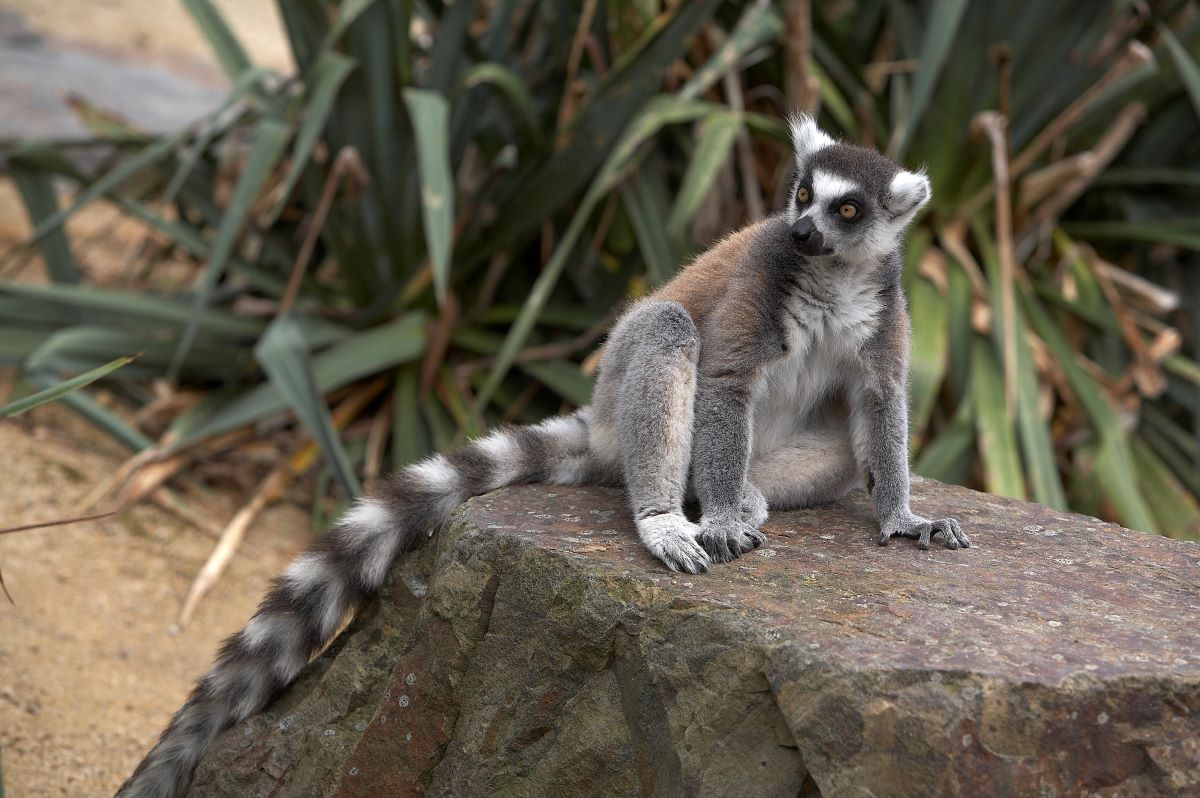 Zoo de Champrépuszoo-de-champrepus-lemurien