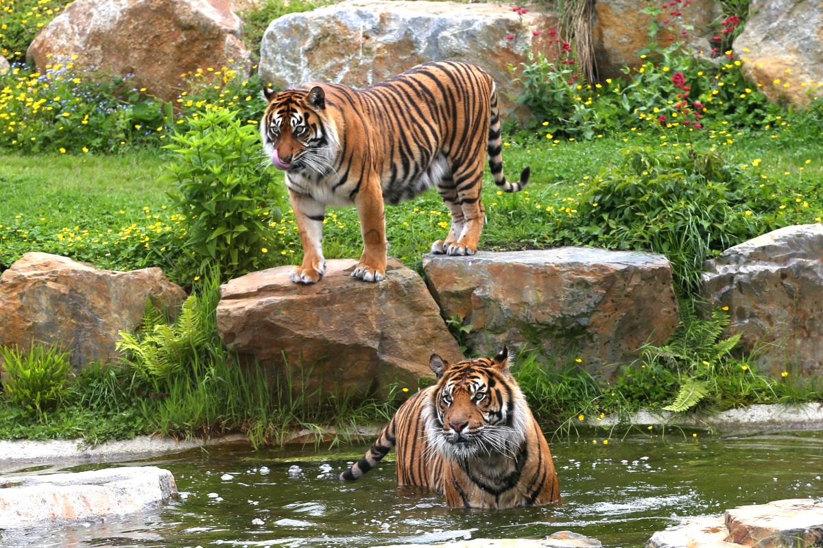 Zoo de Champrépuszoo-de-champrepus-tigre-dans-eau