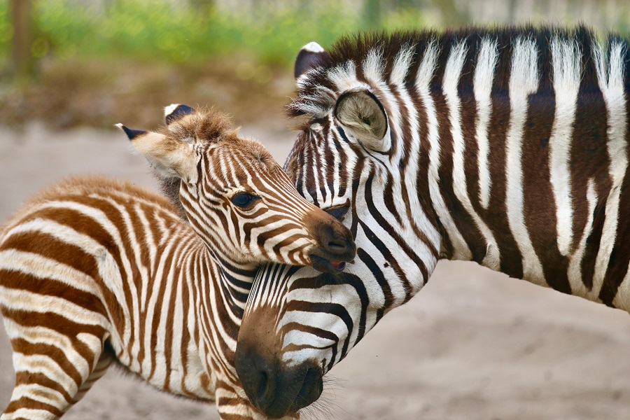 Zoo-Labennezoo-labenne-bb-zebre