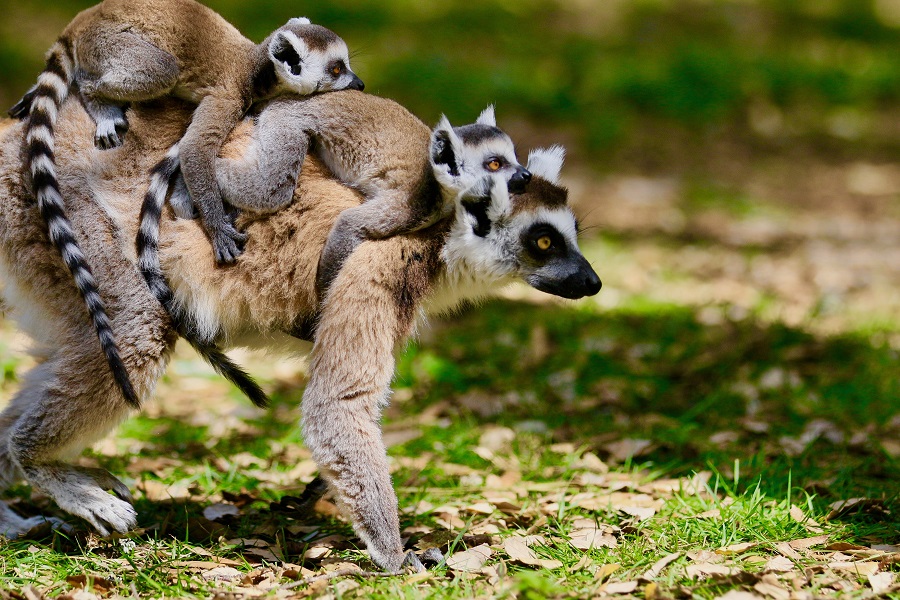Zoo-Labennezoo-labenne-lemurien-bb-0519