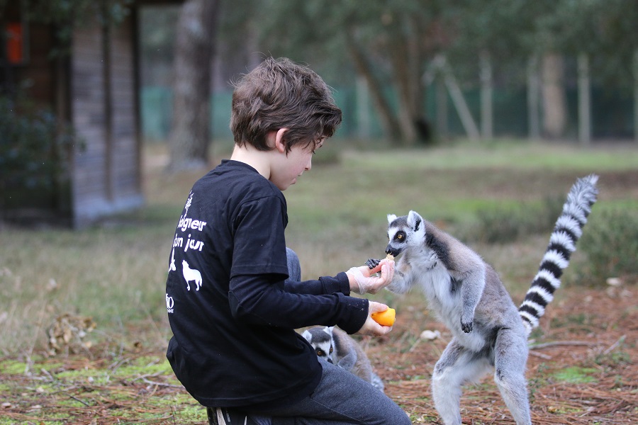 Zoo-Labennezoo-labenne-lemurien-kid