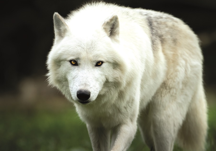 Zoo-Labennezoo-labenne-loup