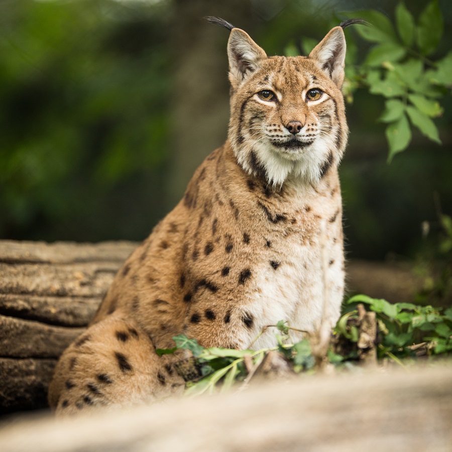 Zoo-Labennezoo-labenne-lynx-d'europe