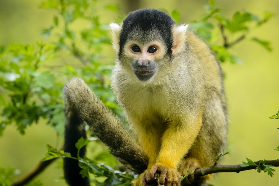 Zoo-Labennezoo-labenne-saimiri-tete-noire-2