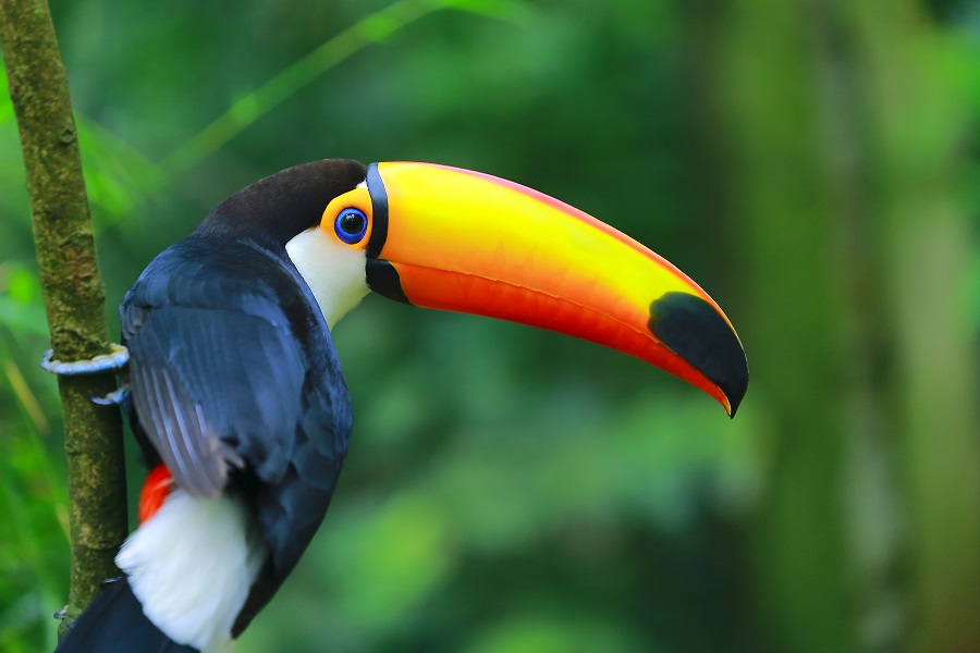 Zoo-Labennezoo-labenne-toucan-toco-0724